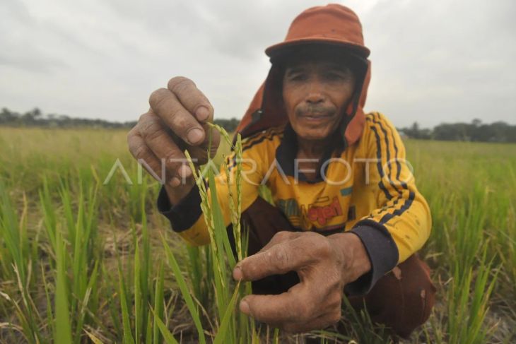 Kemarau, produksi beras nasional berpotensi turun
