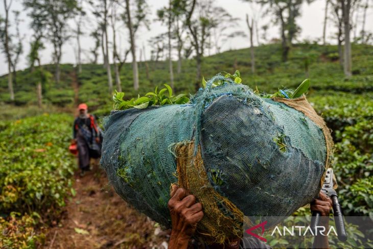 Panen teh menurun saat kemarau