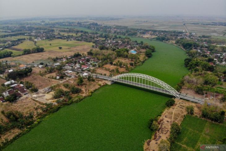 Bengawan Solo menghijau oleh eceng gondok