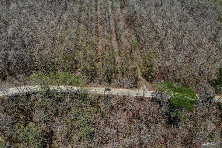 Hutan jati di Bojonegoro meranggas