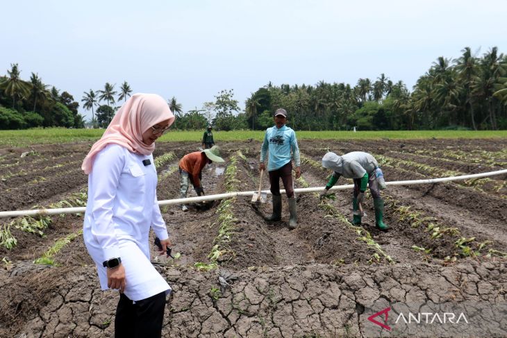 Pembagian air lahan pertanian pada musim kemarau