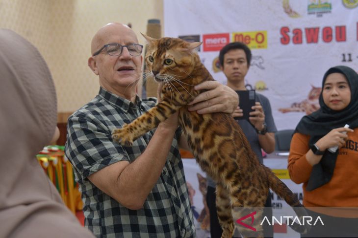 FOTO - Kontes internasional kucing
