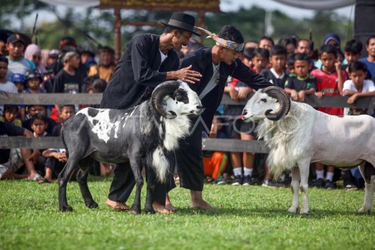 Festival adu ketangkasan Domba Garut