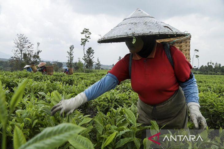 Nilai produksi teh nasional