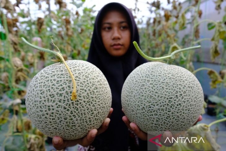 Panen melon di Temanggung