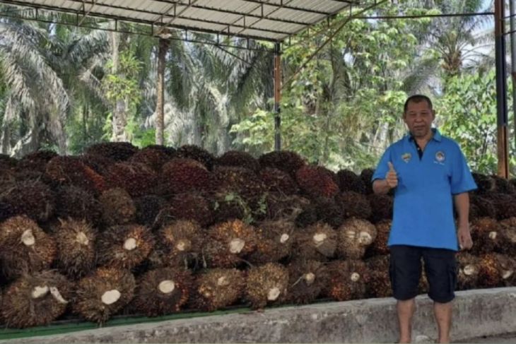 Melihat kemakmuran petani sawit di Riau