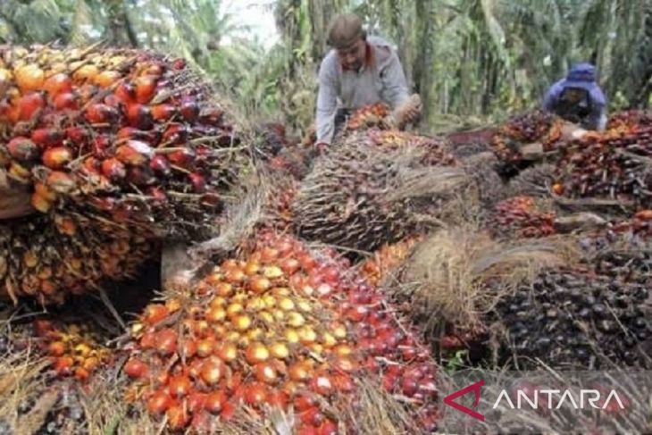Harga CPO dan TBS di Jambi turun Rp29 per kilogram