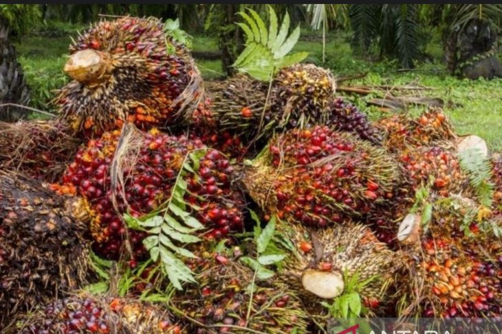 Harga CPO periode 1-15 Desember meningkat 5,94 persen