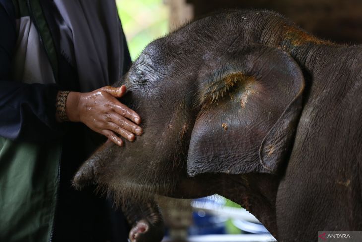FOTO - Perawatan anak gajah sumatra liar