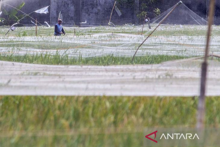 Antisipasi serangan hama burung pipit