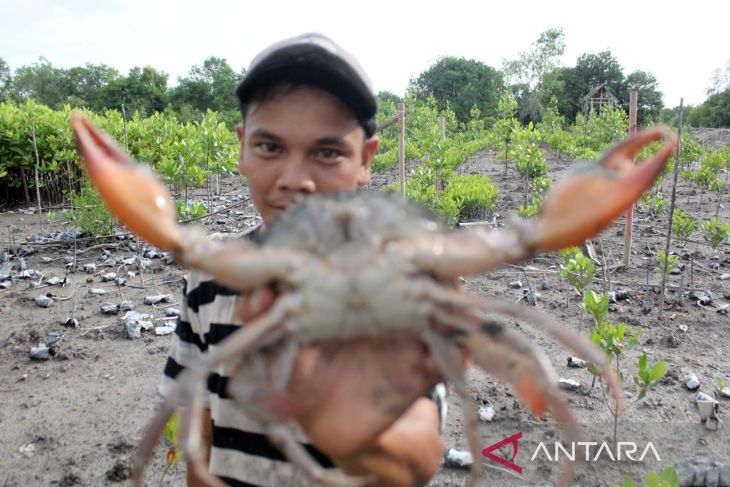 Mencari kepiting di kawasan mangrove