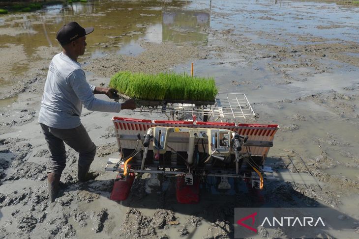 FOTO - Wamentan RI tanam padi di Aceh Besar