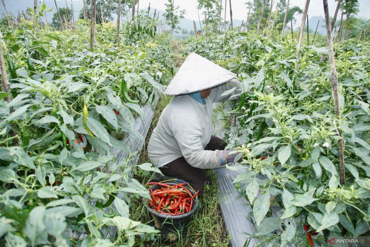 Upaya tekan kenaikan harga cabai