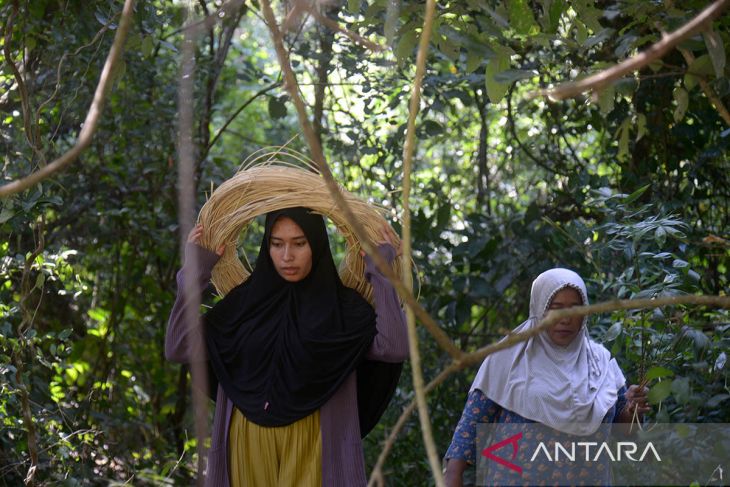 FOTO - Pencari rotan di hutan pegunungan Aceh Besar