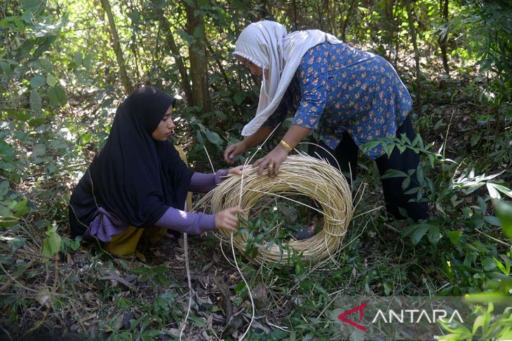 FOTO - Pencari rotan di hutan pegunungan Aceh Besar