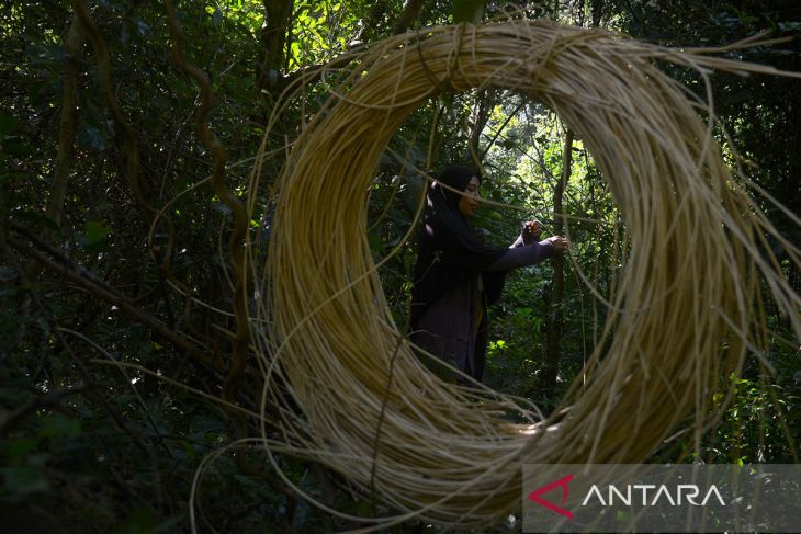 FOTO - Pencari rotan di hutan pegunungan Aceh Besar