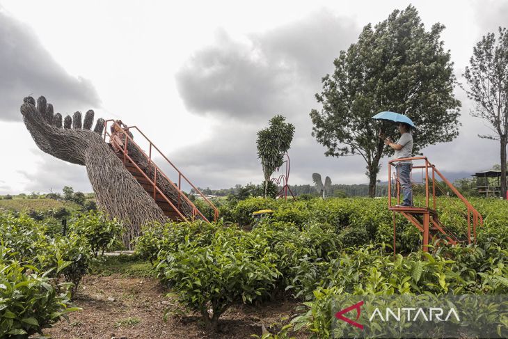 Wisata alam kebun teh Goalpara Sukabumi