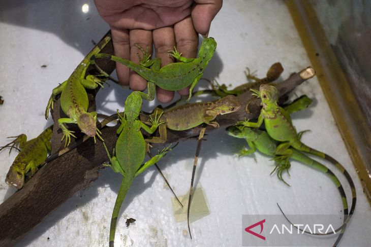 Budidaya iguana di Indramayu