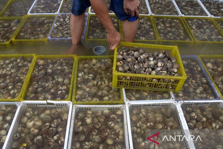 FOTO - Ekspor perdana komoditas kerang di Aceh