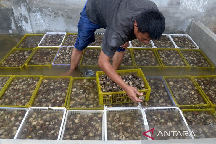 FOTO - Ekspor perdana komoditas kerang di Aceh