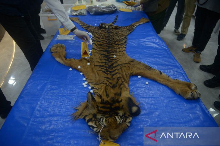 FOTO - Polda Aceh gagalkan perdagangan kulit harimau