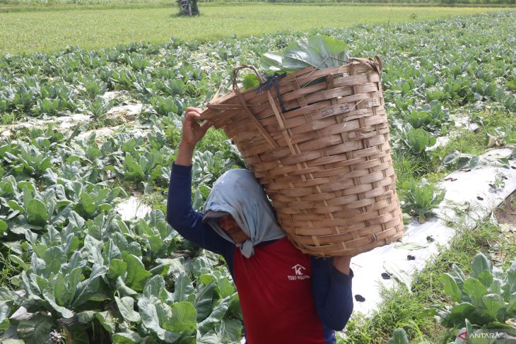 Petani padi beralih tanam bunga kol