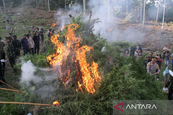 FOTO - Pemusnahan Ladang Ganja Oleh BNN RI di Aceh Utara