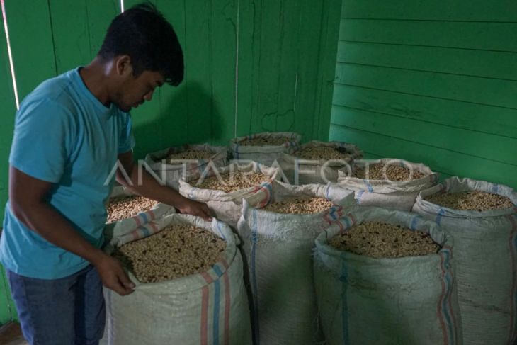 Harga kopi arabika Gayo turun