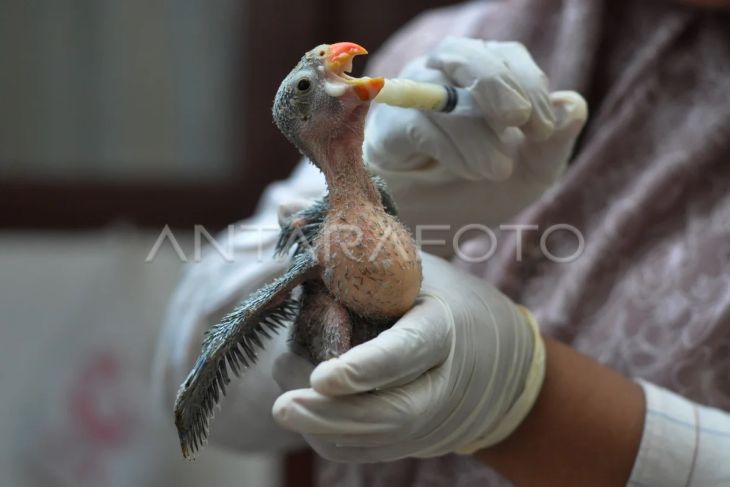 Perawatan burung endemik pulau Enggano hasil sitaan