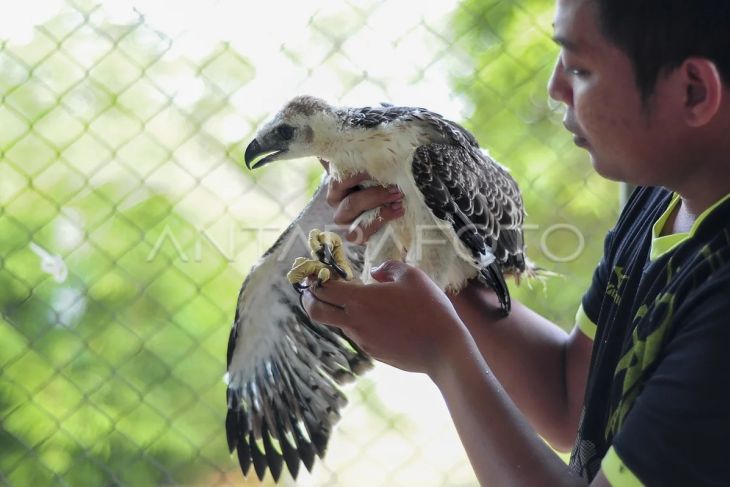 Perawatan tangkapan satwa dilindungi di Jambi