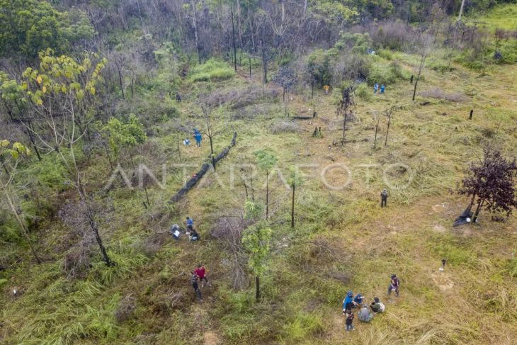 Pemulihan hutan bekas kebakaran di Jambi