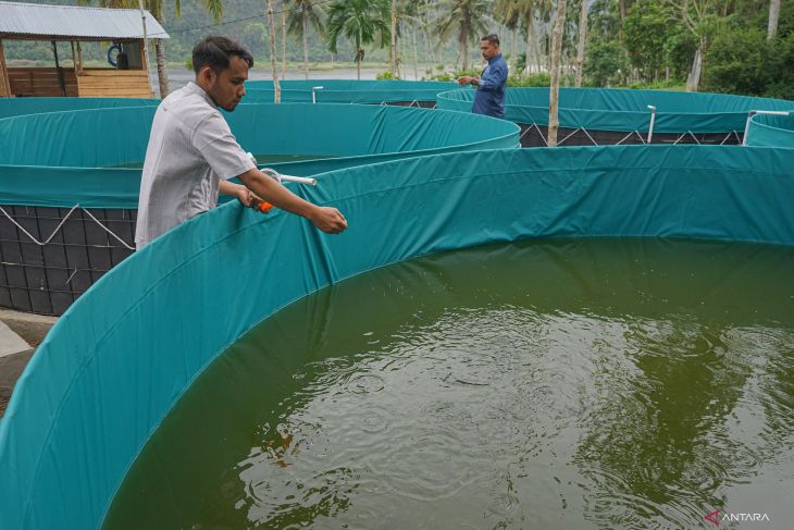 Budidaya ikan sistem bioflok dari Dana Desa di Sabang
