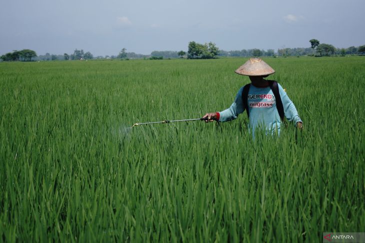 Penyemprotan pestisida di Jombang