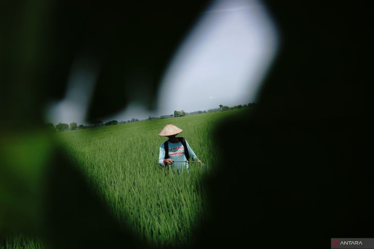 Penyemprotan pestisida di Jombang