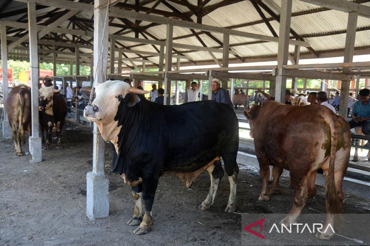 FOTO - Permintaan ternak jelang tradisi meugang Ramadhan di Aceh Besar