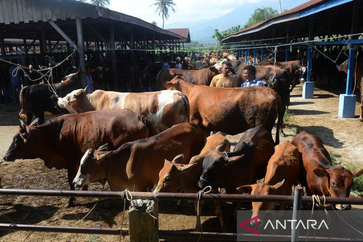 FOTO - Permintaan ternak jelang tradisi meugang Ramadhan di Aceh Besar