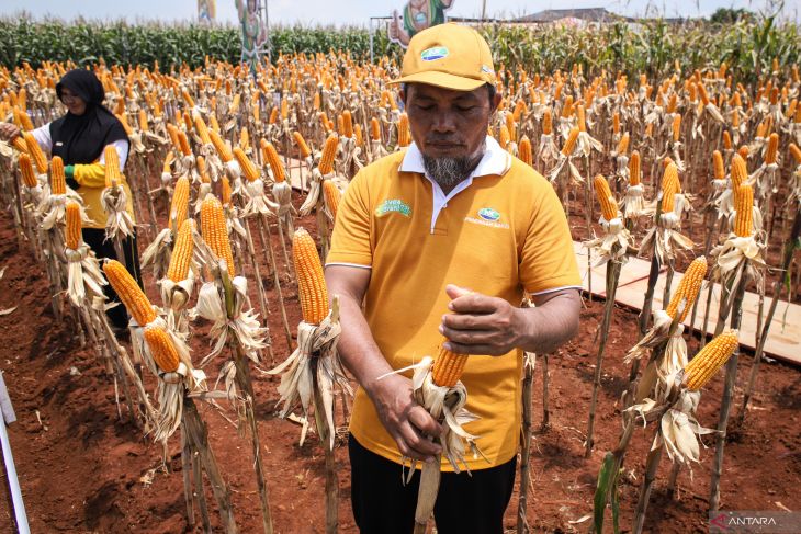 Grand launching jagung bioteknologi di Lamongan