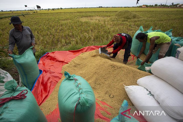 Harga gabah kering alami kenaikan