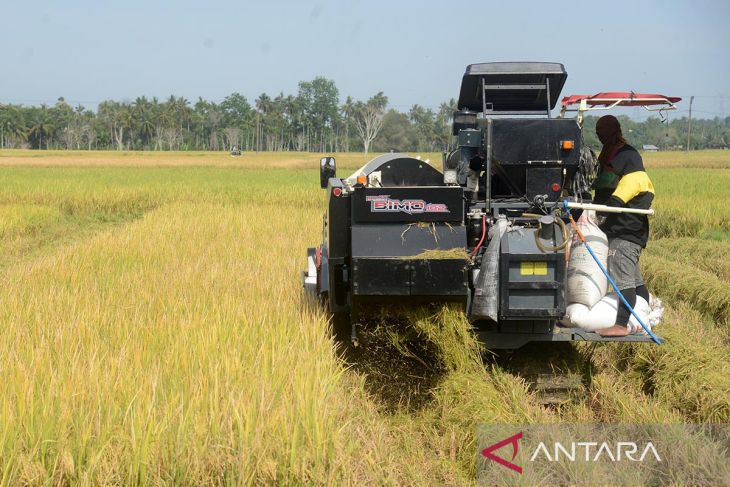 FOTO - Potensi produksi beras nasional