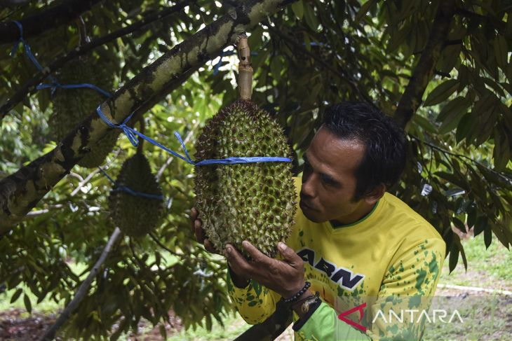 Agro wisata durian jatuhan di Ciamis