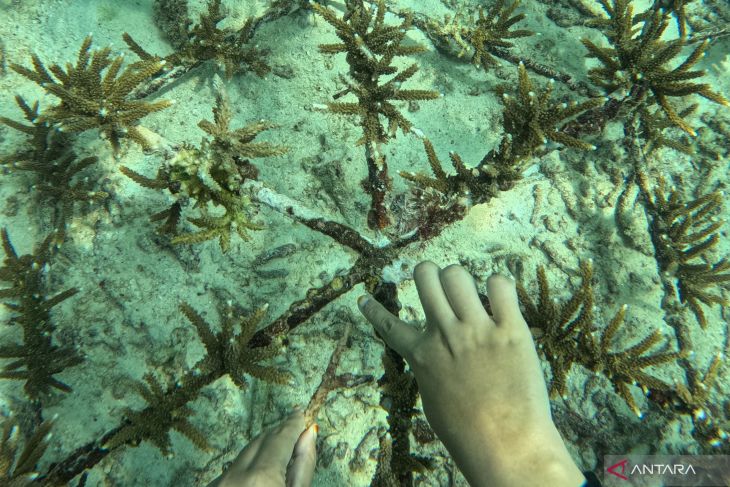 Monitoring transplantasi terumbu karang ANTARA di Sabang