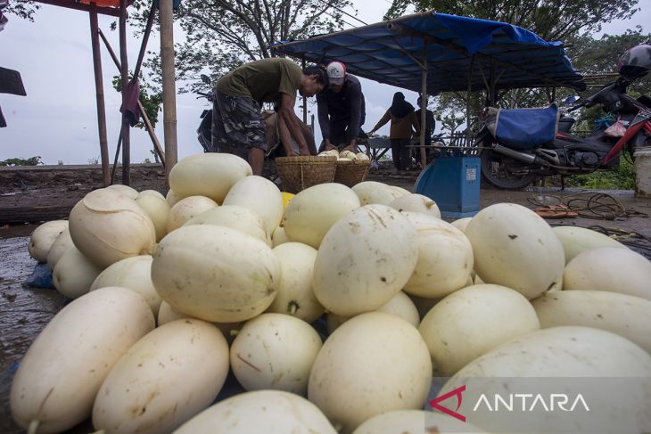 Penjualan timun suri di Indramayu