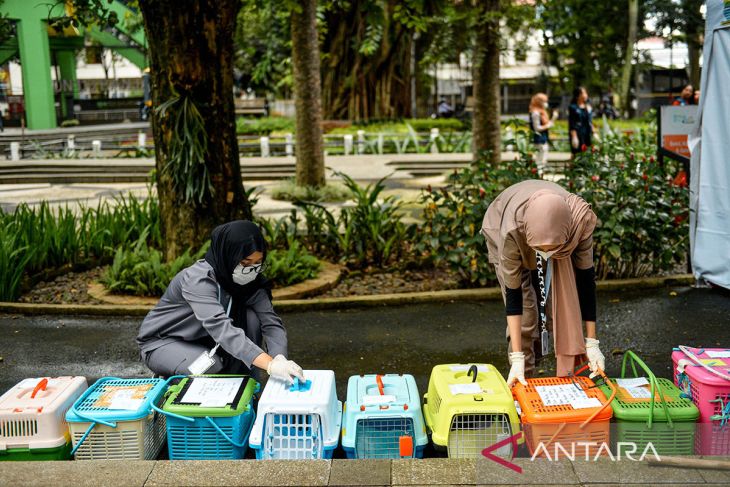 Sterilisasi kucing liar di Bandung