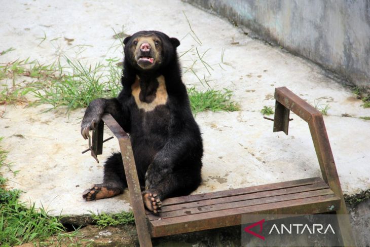 Rencana pemindahan satwa Medan Zoo