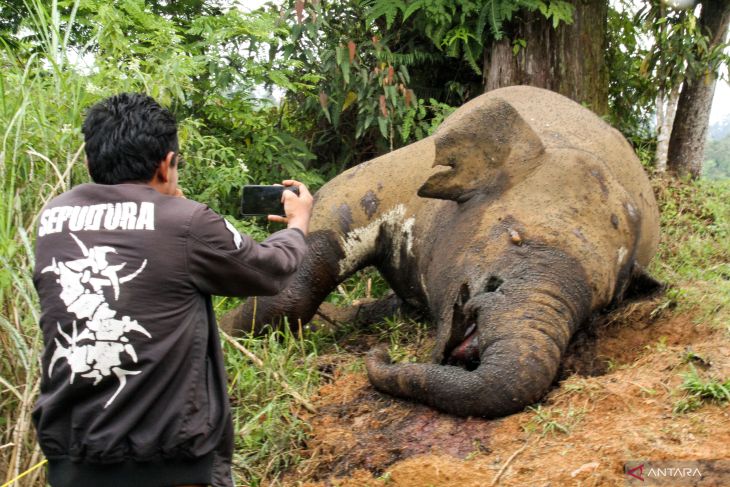 FOTO - Gajah dibunuh di Aceh Utara, gading hilang