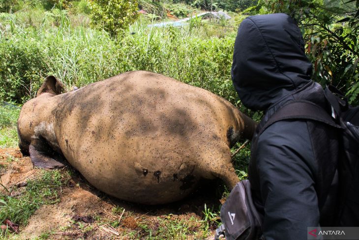 FOTO - Gajah dibunuh di Aceh Utara, gading hilang