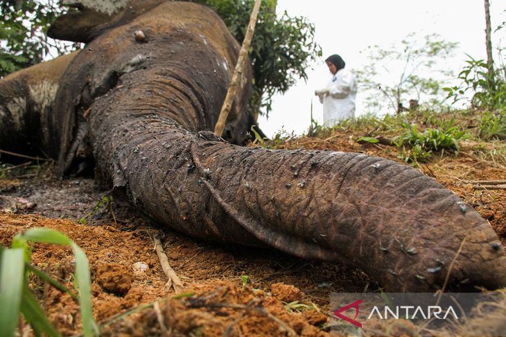 FOTO - BKSDA Aceh Nekropsi Bangkai Gajah Sumatra di Aceh Utara