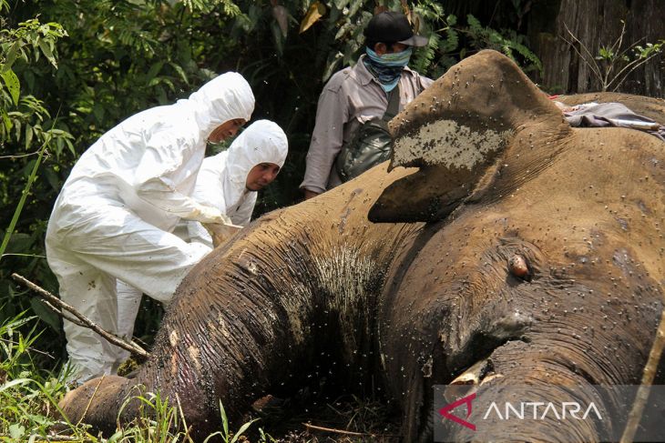 FOTO - BKSDA Aceh Nekropsi Bangkai Gajah Sumatra di Aceh Utara
