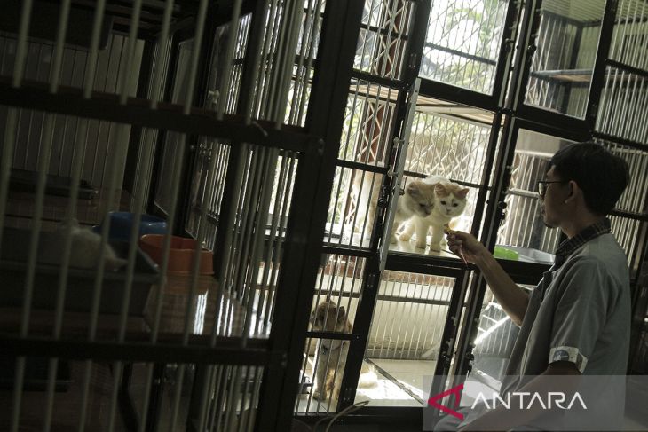 Jasa penitipan kucing di Sukabumi