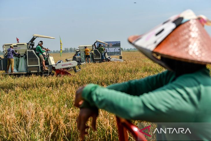 Panen padi program ketahanan pangan nasional